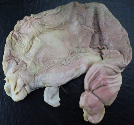 Schweinemagen offen gesalzen